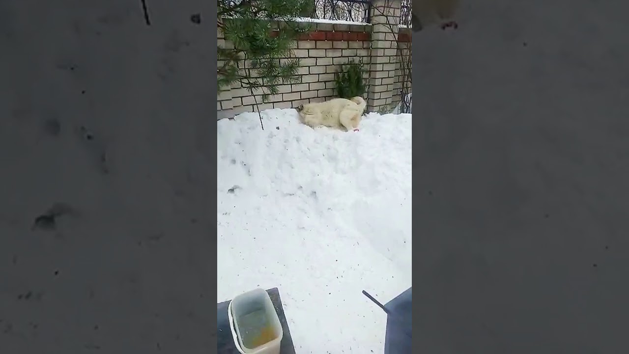 ЧТО С БИМОЙ?😱