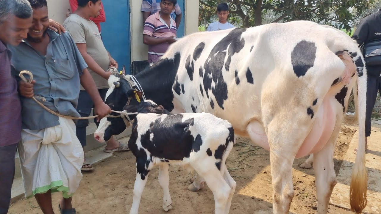 @আজ ২৩ ফেব্রুয়ারী ২৬ | বাচ্চাসহ ফ্রিজিয়ান গাভী গরুর দাম | রানীগঞ্জ হাট | দিনাজপুর 