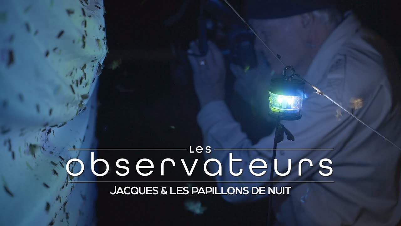 Les Observateurs: Papillons de nuit