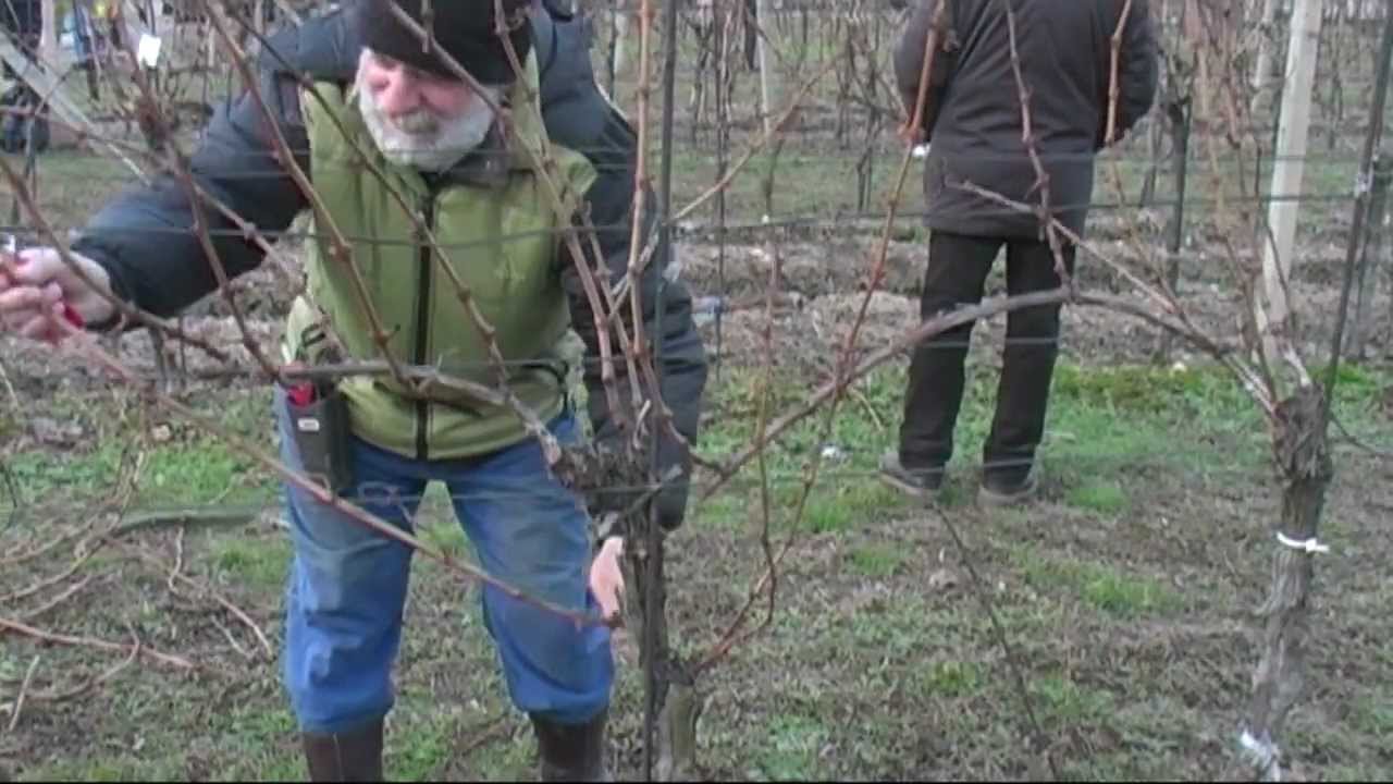 2013 Strihanie viniča