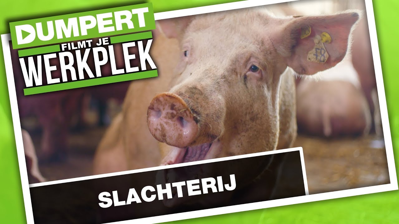 DFJW bij de slachterij