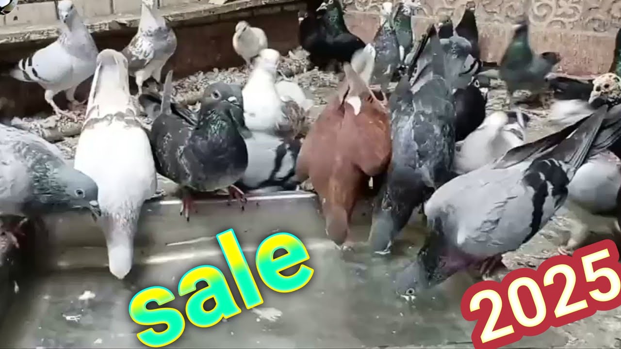 Delhi vs Kabutar Sale 💥 Kaun Behtar? | Rs 350 Fancy Kabootar Rate & Breeds