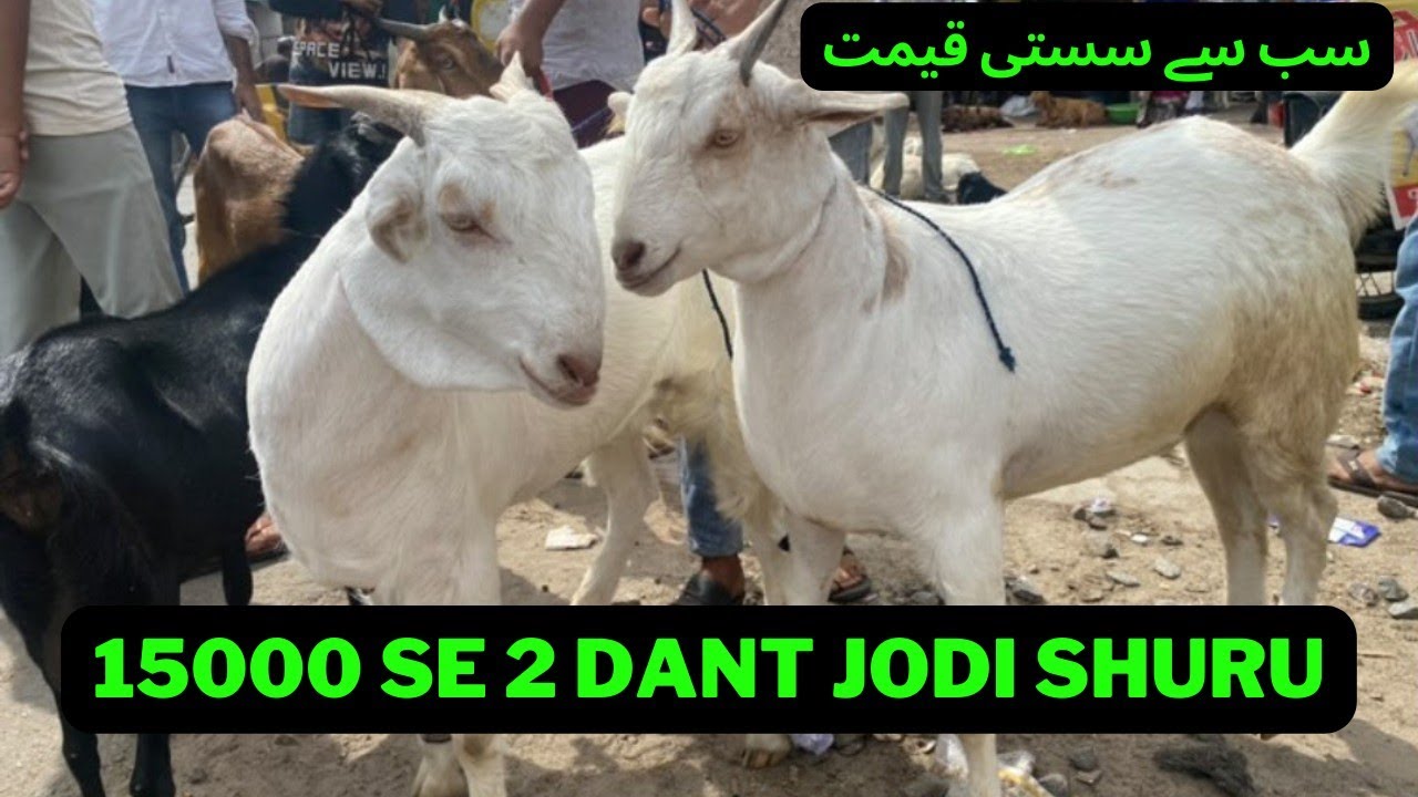 Inside Look: Kanpur Bakra Mandi 2023, The Cheapest Market Yet