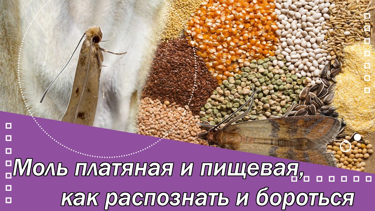Моль платяная и кладовая, как распознать и бороться