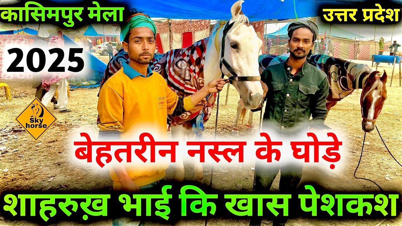 बेहतरीन नस्ल के घोड़े | शाहरुख भाई कि ख़ास पेशकश #Kasimpurghodamela2025
