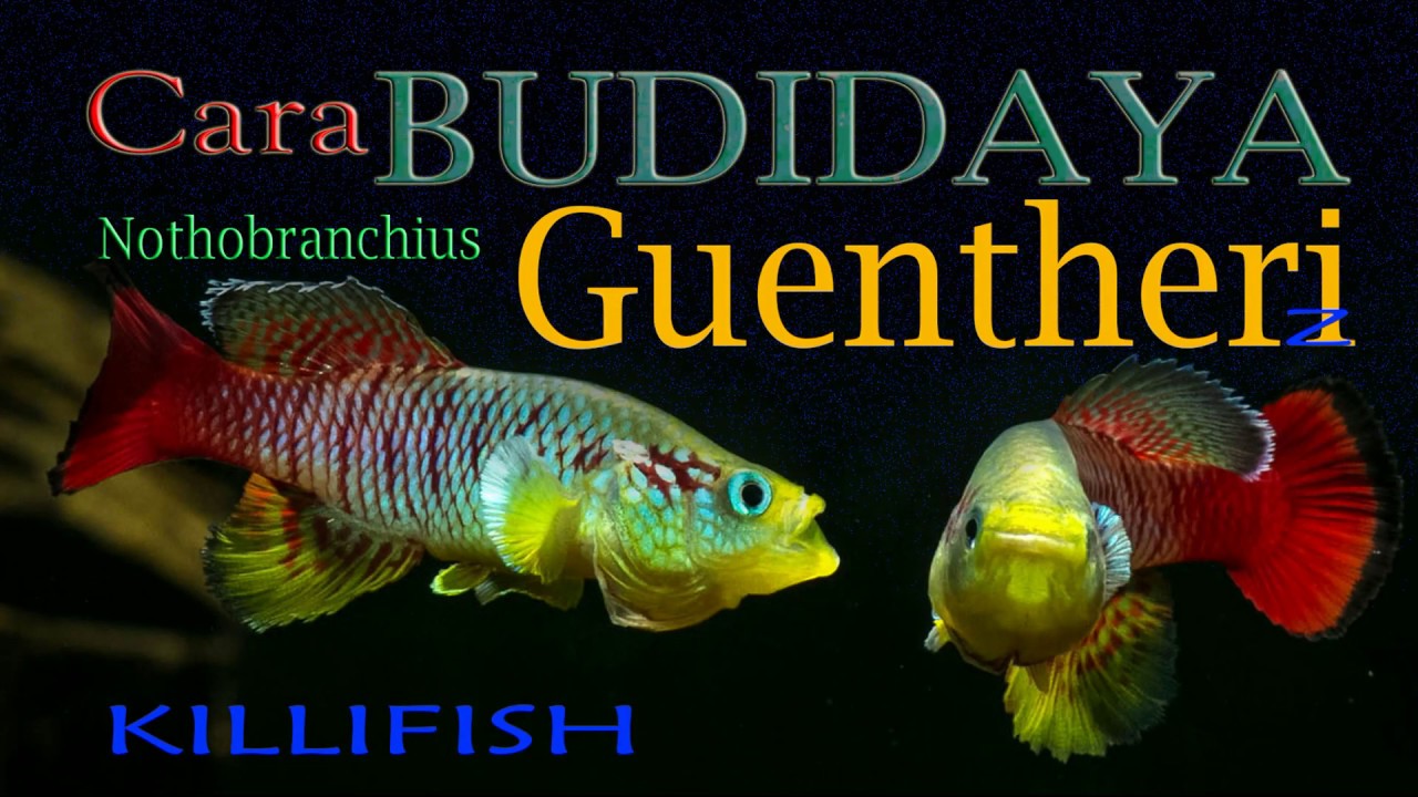 Cara Ternak Killifish NOTHOBRANCHIUS GUENTHERI Z ,Panduan Mudah