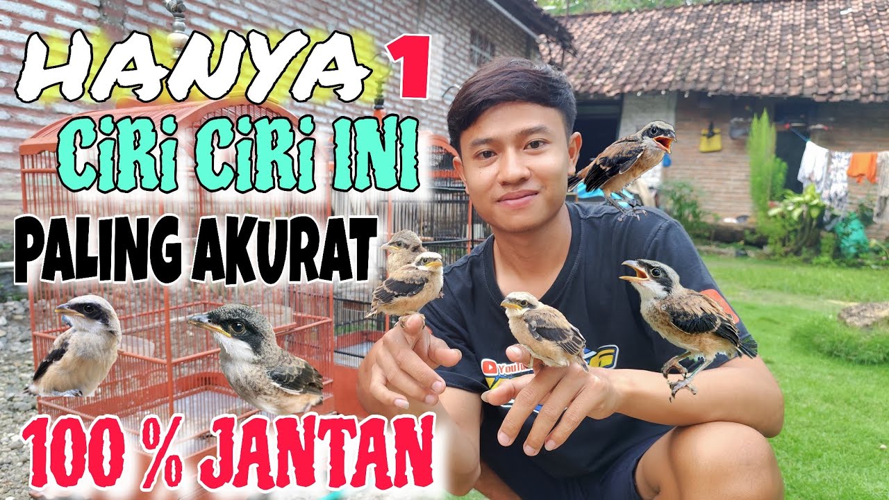 CARA PALING AKURAT MEMBEDAKAN CENDET TROTOL JANTAN & BETINA