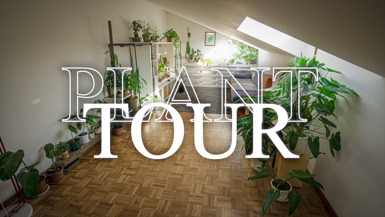 Plant Tour - Ottobre 2022 🌿 Dove tutto è iniziato