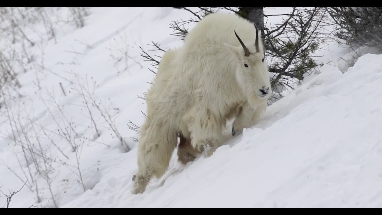 Wildlife Photography-MOUNTAIN GOATS-Jackson Hole/Grand Teton National Park/Yellowstone Park-Snow