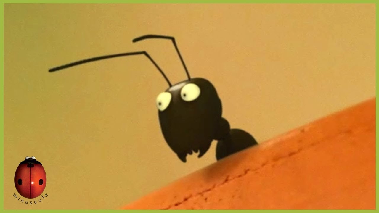 Away all boarders! | Minuscule 🍃 45' Compilation