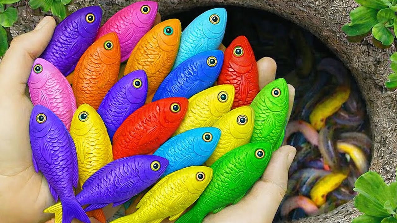 I Found Strange Ornamental Catfish, German Blue Ram, Betta Fish, Guppy Fish