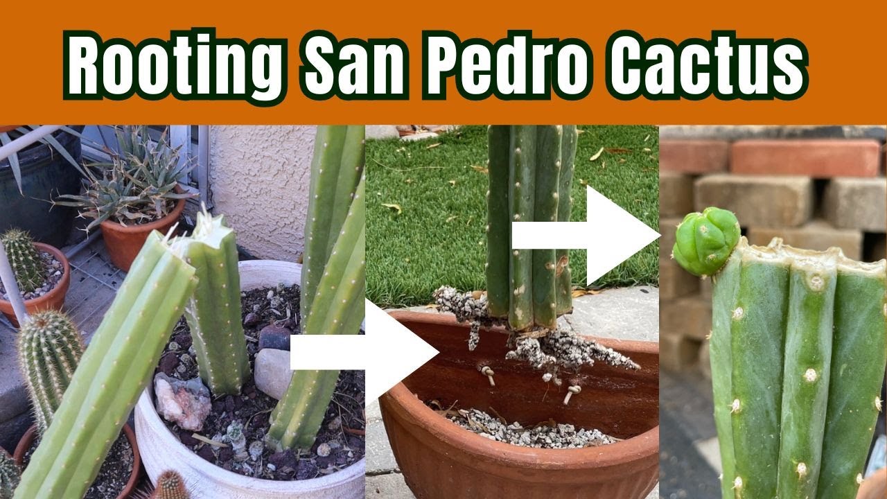 Rooting San Pedro #Cactus | Echinopsis pachanoi