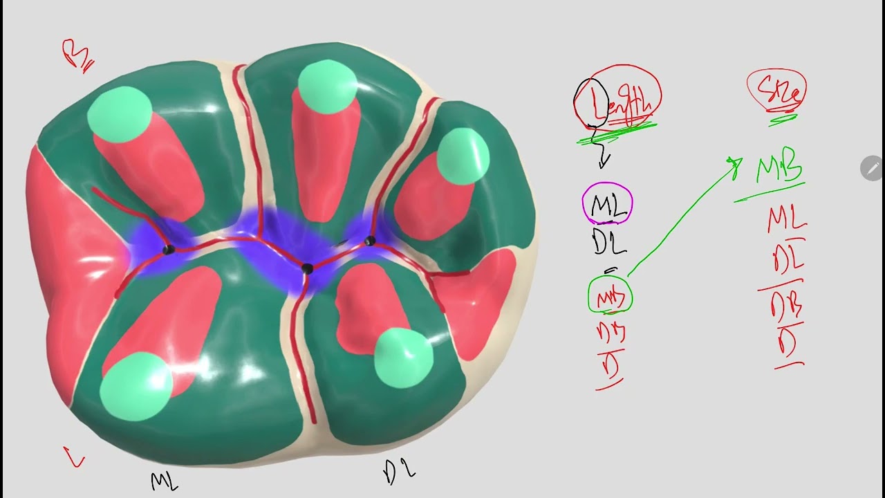 تجميعات وترتيب الكسبات من حيث الحجم والطول لكل الأسنان | Order of Cusps of Upper & Lower Molars