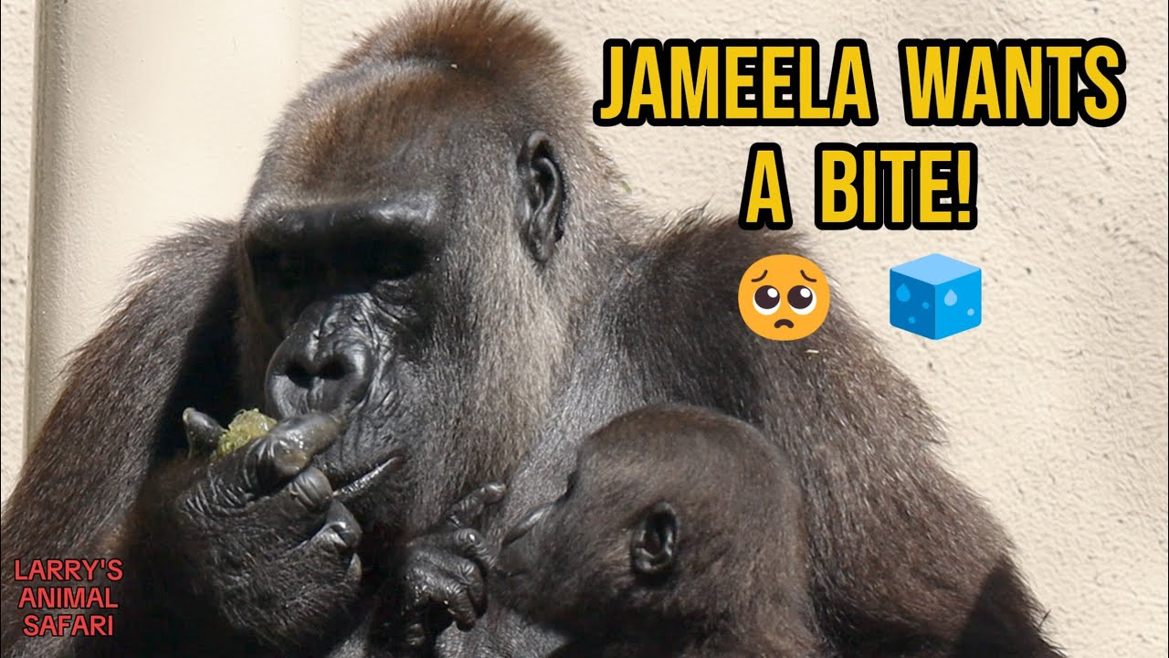 Утренние угощения Джамимы и восхождения на башни 🦍☀️ Гориллы Кливленда