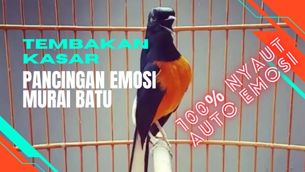 Murai Batu Gacor Isian Mewah Tembakan Kasar |  cocok Untuk pancingan murai batu  agar cepat emosi
