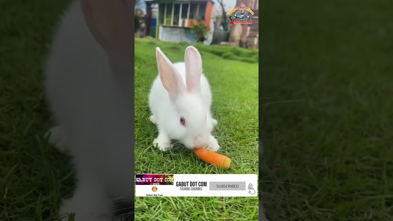 KELINCI Lucu Makan WORTEL #kelinci #rabbit #shortvideo