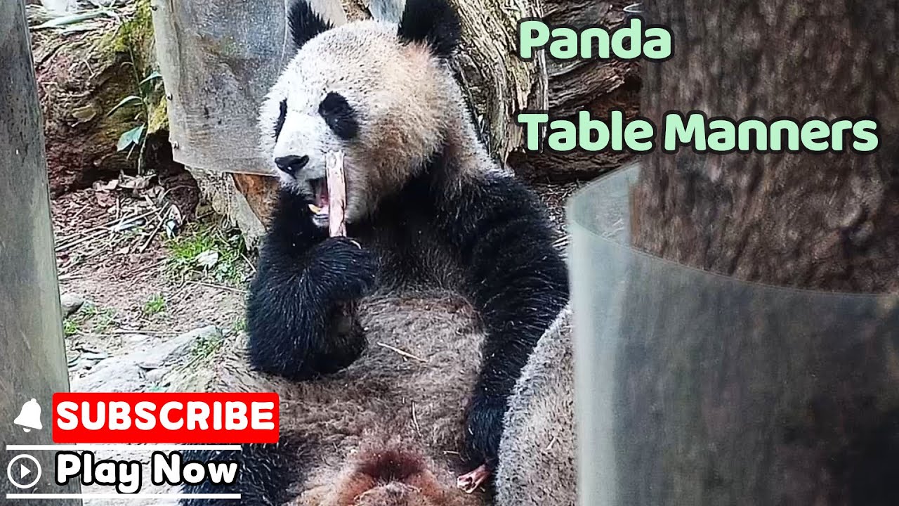 Snack Now, Cuteness Later | iPanda