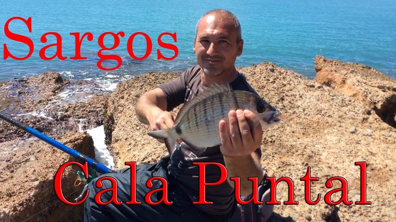 Corcheo mar: Sargos en Cala puntal Vinarós. Impresionante