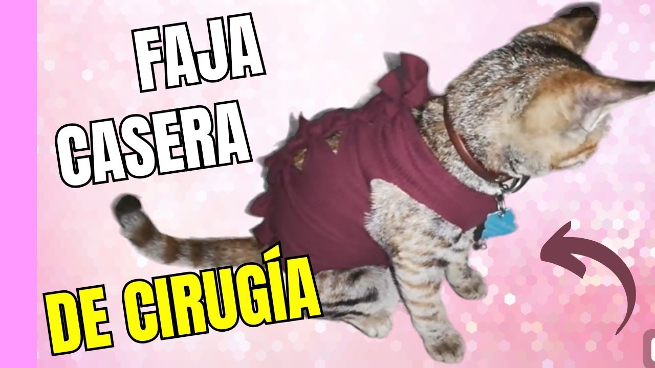 ¿Como hacer una faja para gatos y perros después de la esterilización? | ANIMALTIME🐾
