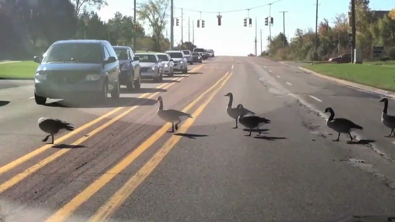 Geese Crossing