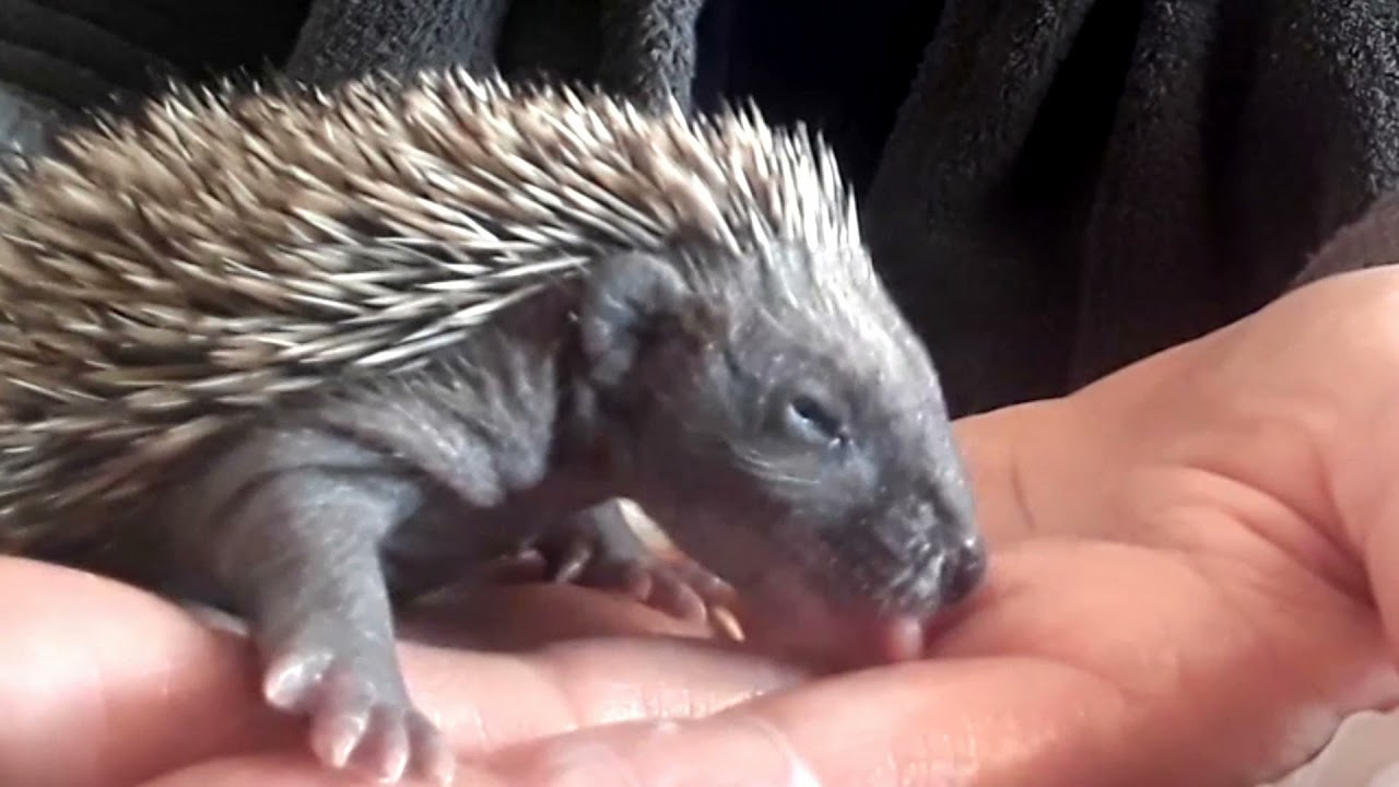 2021 Bebe hérisson au biberon - Sauvetage