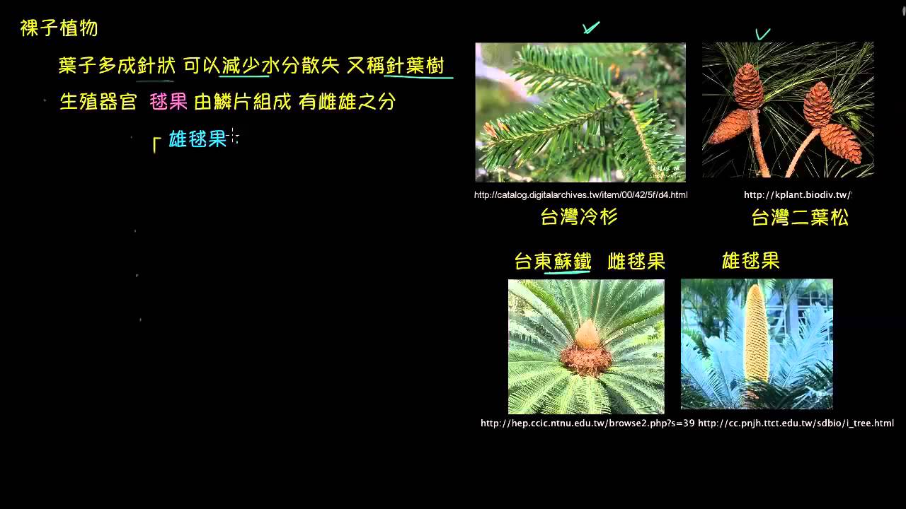 植物界--裸子植物