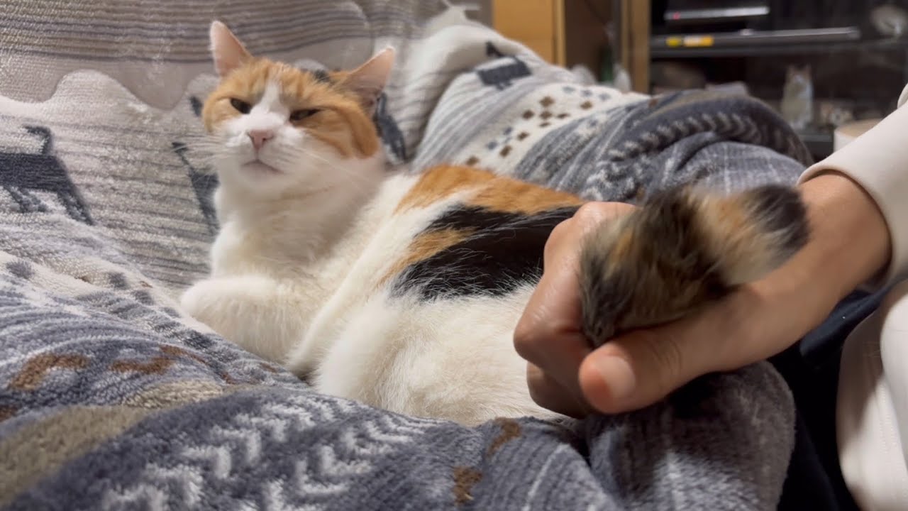 【三毛猫】平和なひとときを過ごすミケ（2025年4月18日）