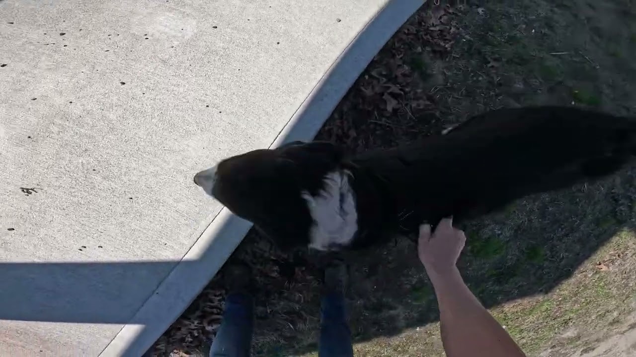 Mylo chain-link fence triangle with two ground tights