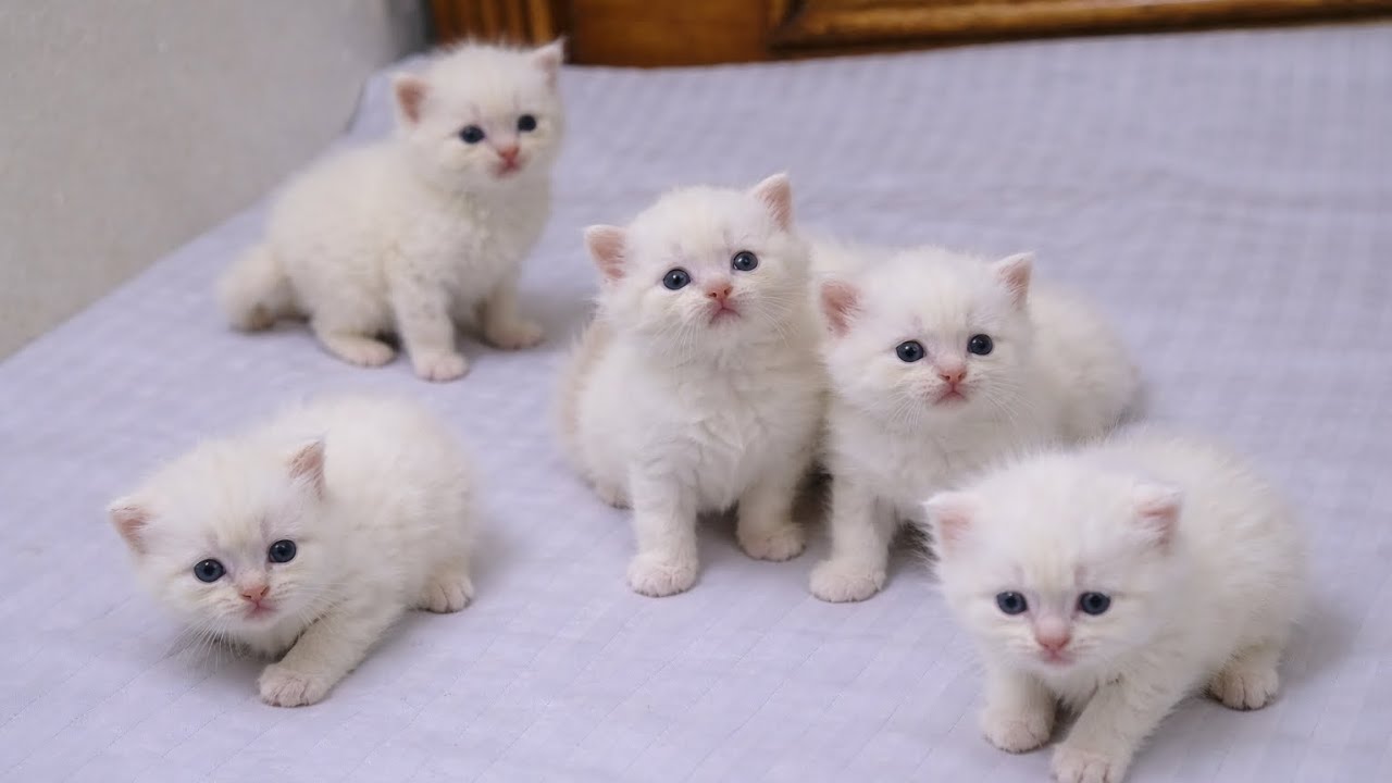 Cute White Kittens 😍1 Month Old Cute Kittens Playing Together 🐾Heart Melting 😍