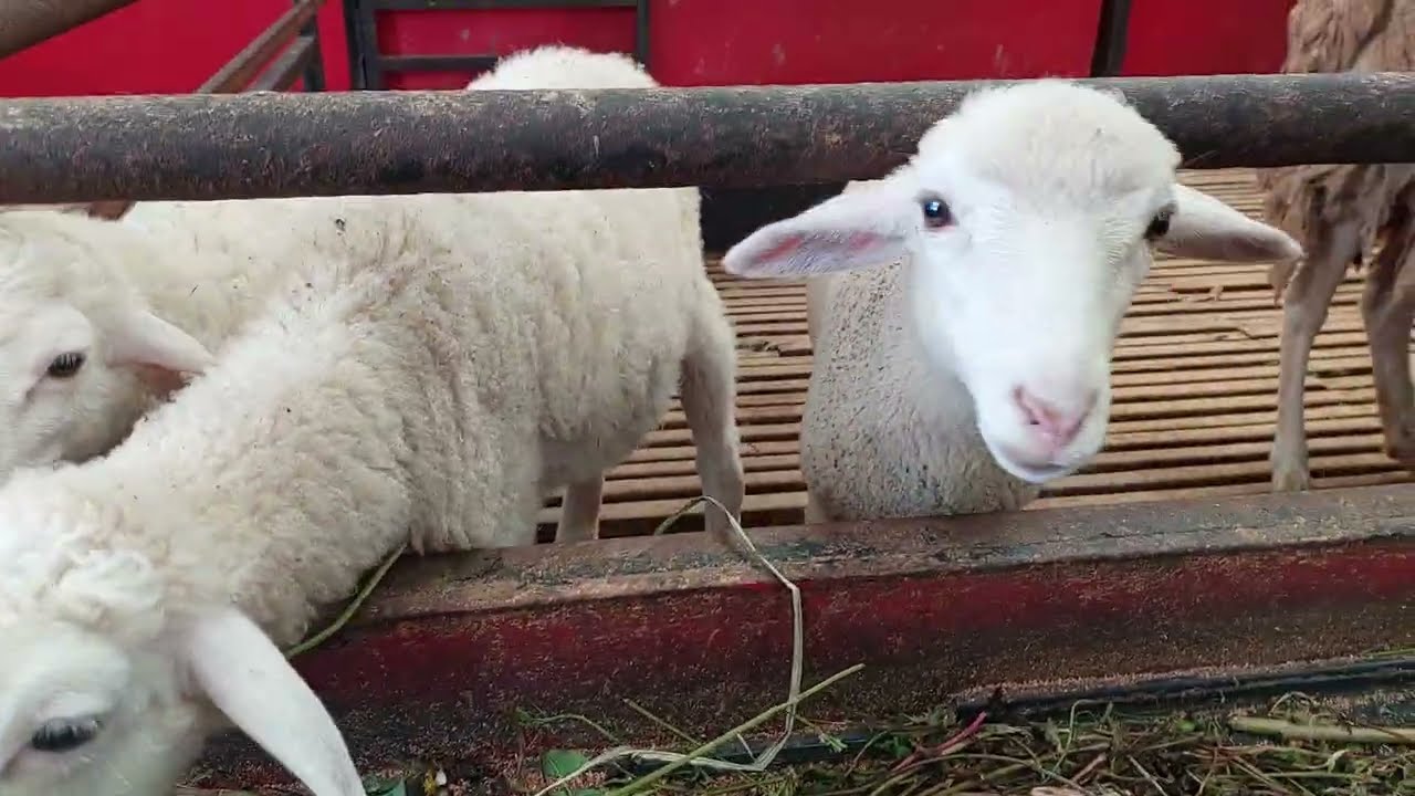 Kandang domba dan kambing di Little Ranch Umbul Mukti Ungaran Semarang bersama Habibi dan Hanan