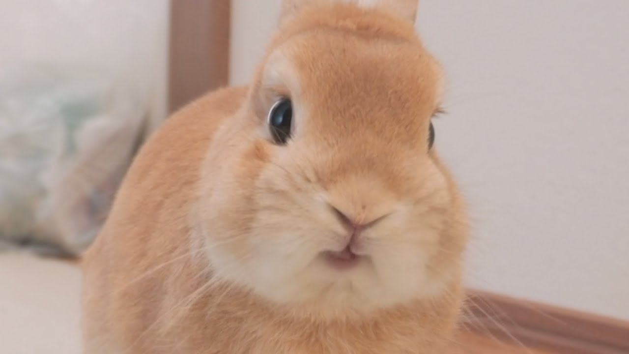 牧草全部ぶち撒けてしまったので一生懸命掃除をしていたらウサギがメチャクチャ笑っていました【No.1039】