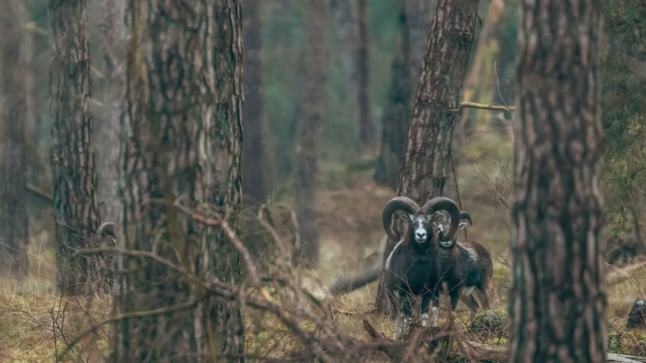 Video Wekeromse Zand