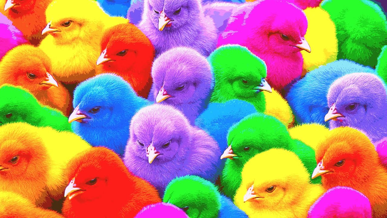 Ayam Lucu, ayam warna warni, ayam rainbow, kelinci lucu, bebek lucu, ikan koi, Hewan Lucu