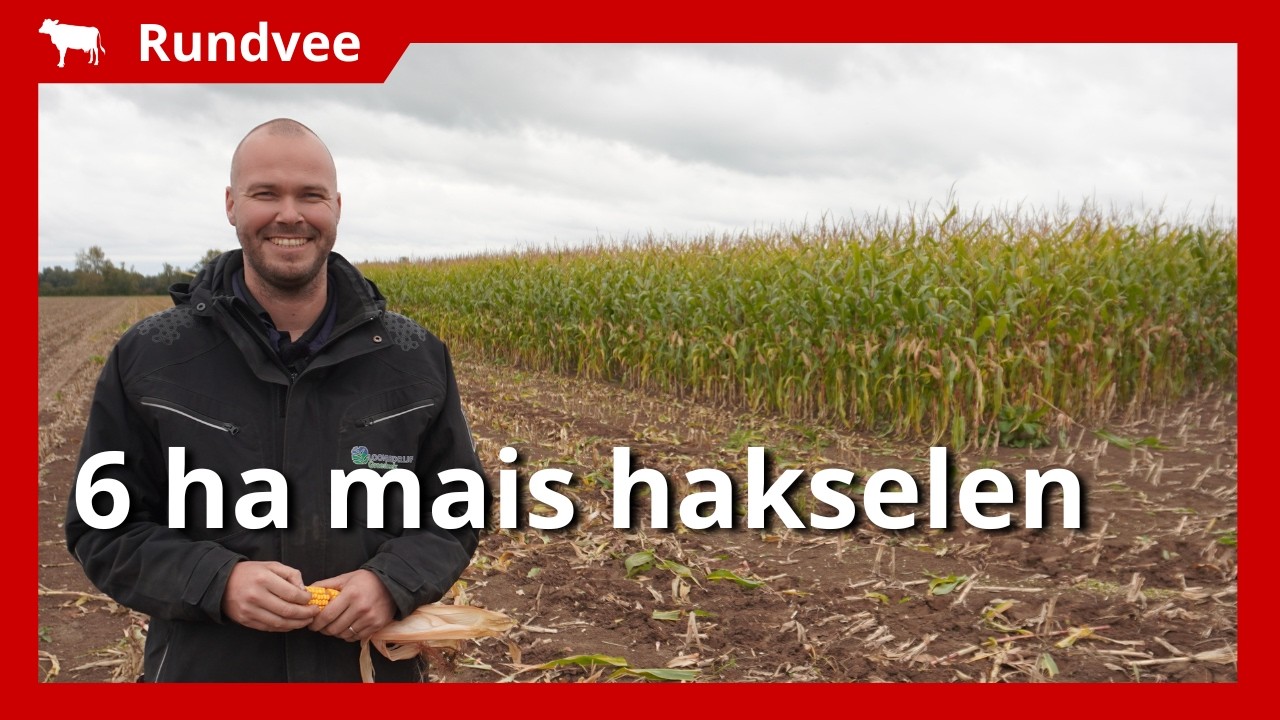 Maisoogst in Ooijpolder: 6 hectare gehakseld en naar Brabant vervoerd