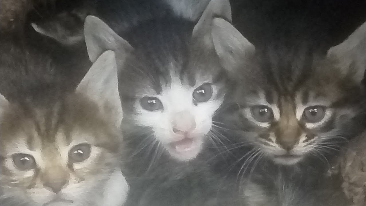Sokakta Yaşayan Anne Kedi Ve Yavruları
