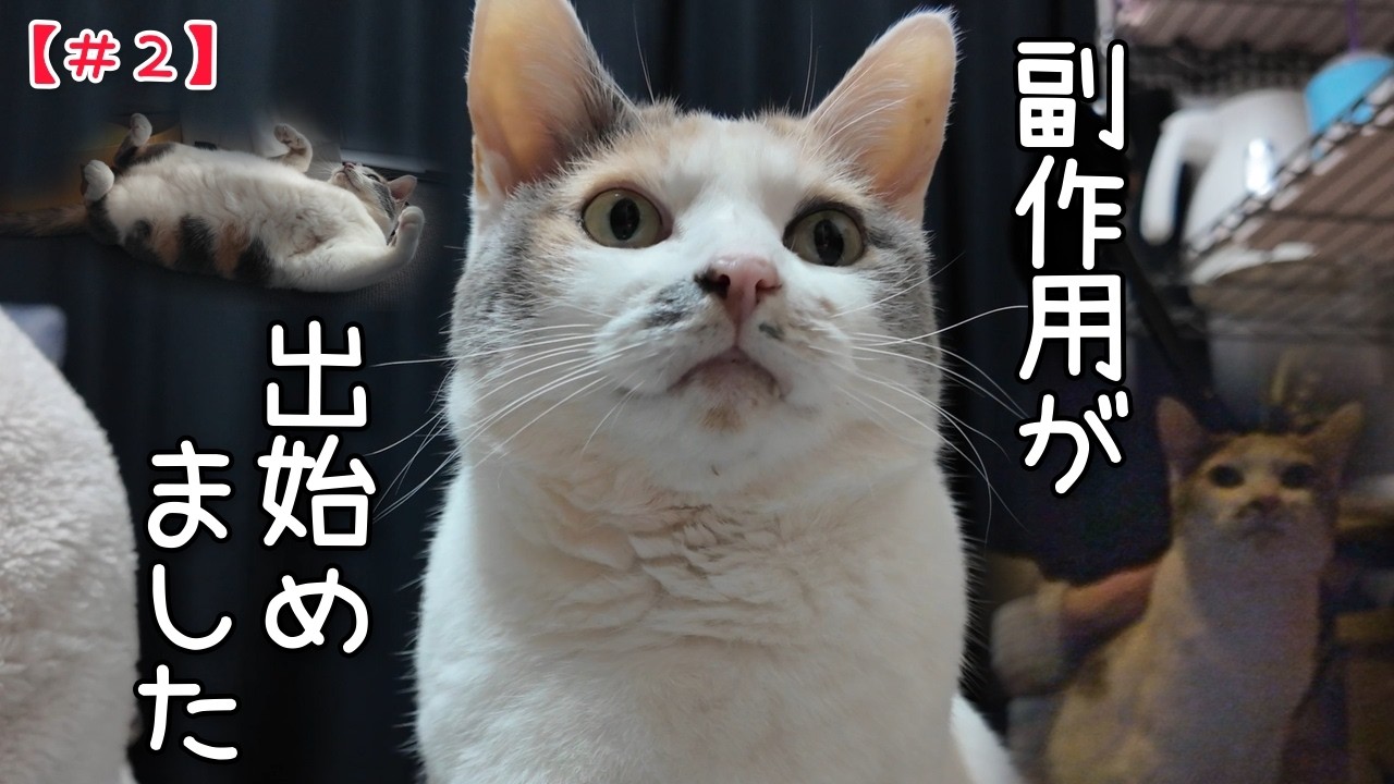 【２】なくした歯の数だけ強くなろう！副作用で元気のない愛猫を見守る１３日の金曜日【中編】