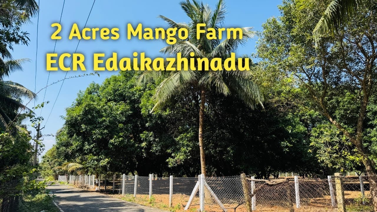 AD:274  Wonderful Mango Farm || 2 Acres || ECR Edaikazhinadu || Income Property