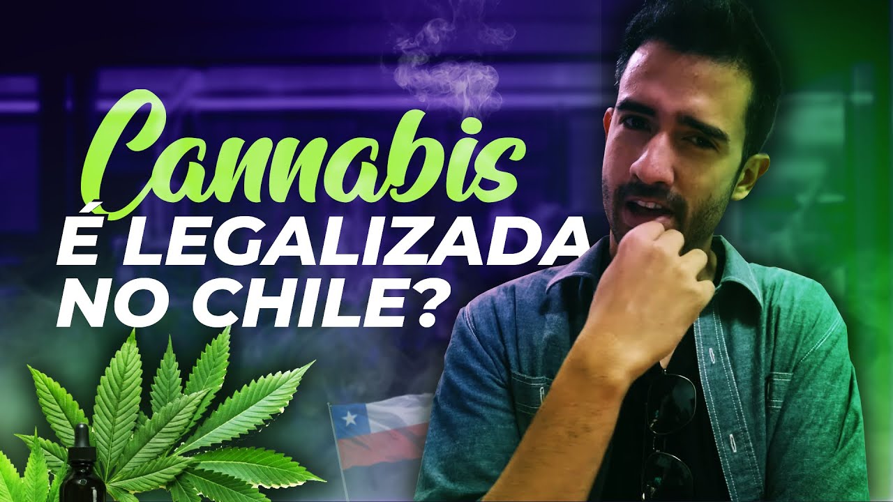 Visitei uma loja de cannabis em Santiago | O que fazer em Santiago Chile
