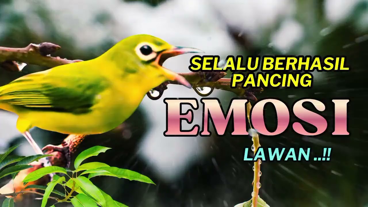 MASTERAN BURUNG PALING DI CARI !! Baru Diputar Langsung Bikin Lawan Emosi!