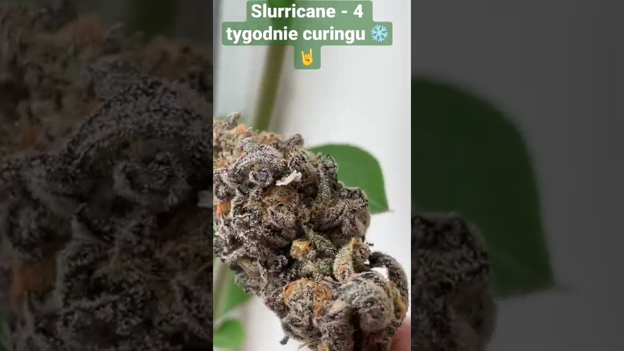 Slurricane - InHouse Genetics - po 4 tygodniach curingu.