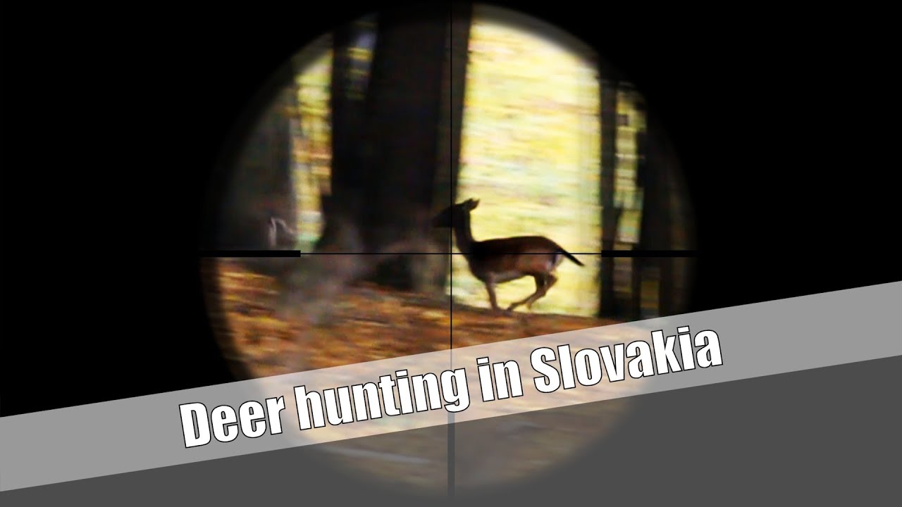 Deer hunting - SHOOTINGPRESS