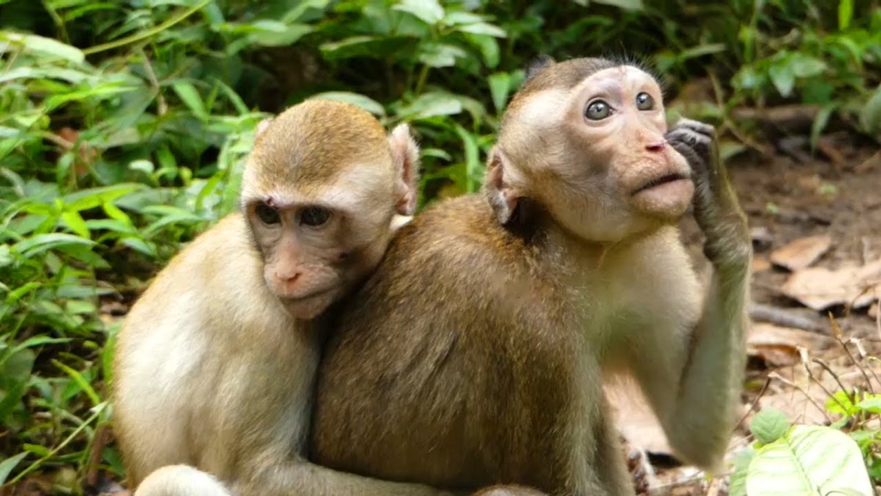 New abandoned monkey Jenny want to tell everyone about her real life and her poor brother Justin