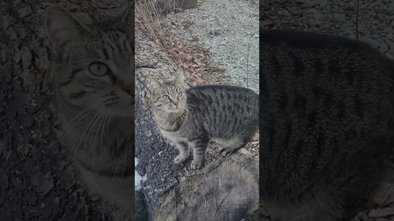 Mommy cat keeps breaking Tom's heart