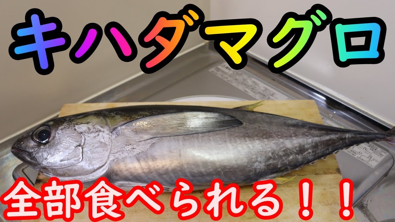 【魚】キハダマグロのさばき方教えます！【マグロ】【かぶと焼き】