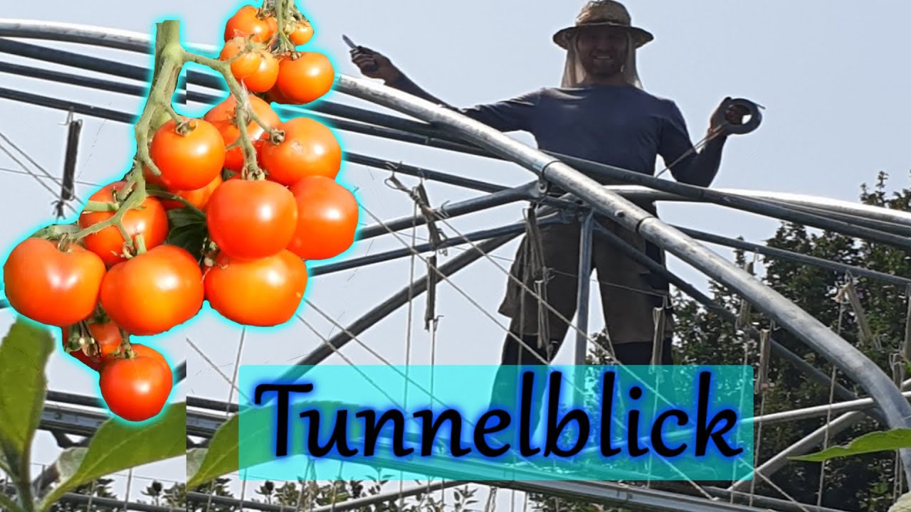 Tunnelblick - Rundgang durch den Folientunnel