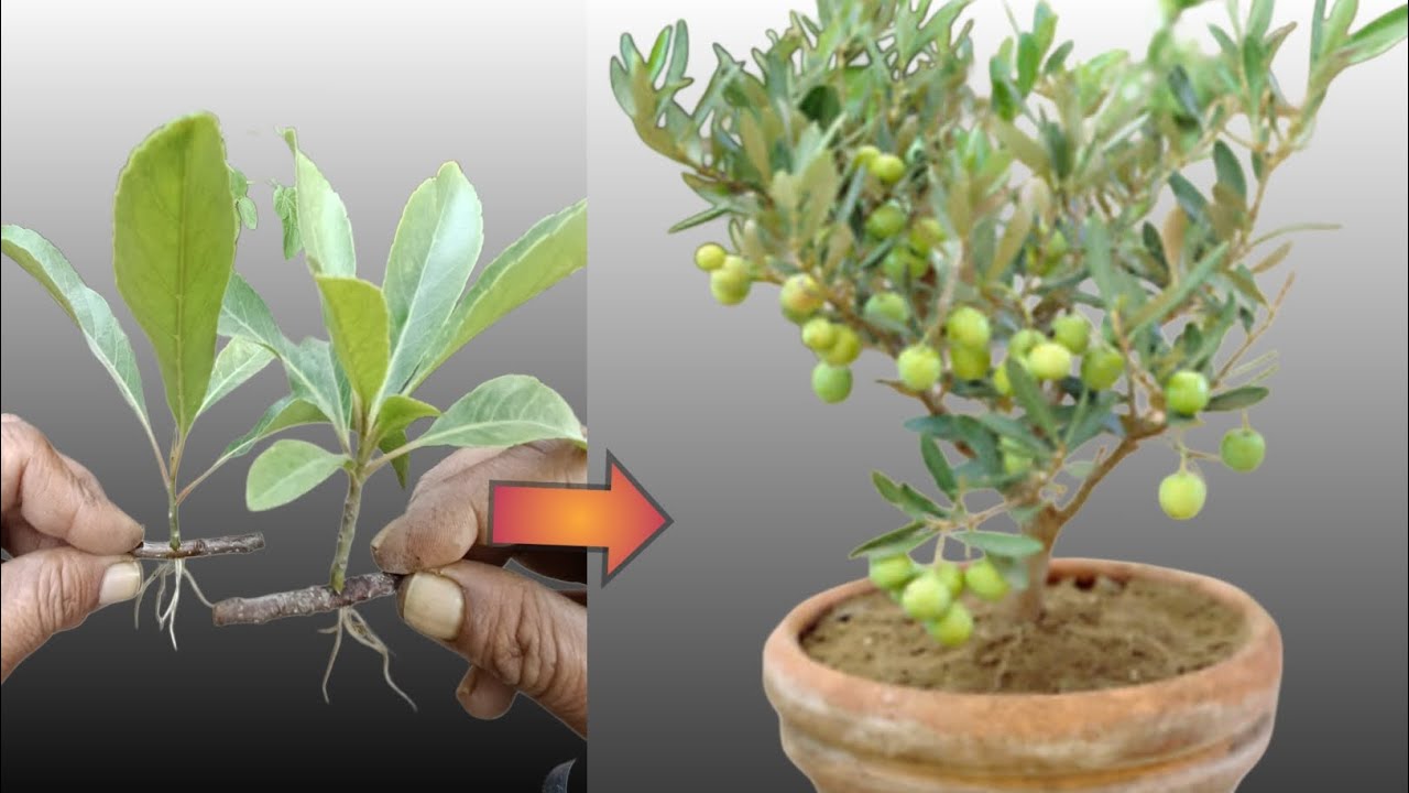 Olive Tree Cuttings: A Simple Guide to Growing and Propagating Olive Trees