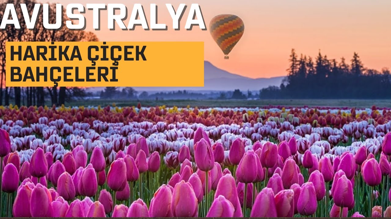 AVUSTRALYA’DA  HARİKA ÇİÇEK BEHÇELERİ (doğa)