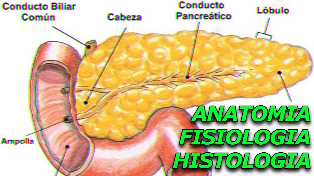 Páncreas: Entendiendo su Anatomía y Función
