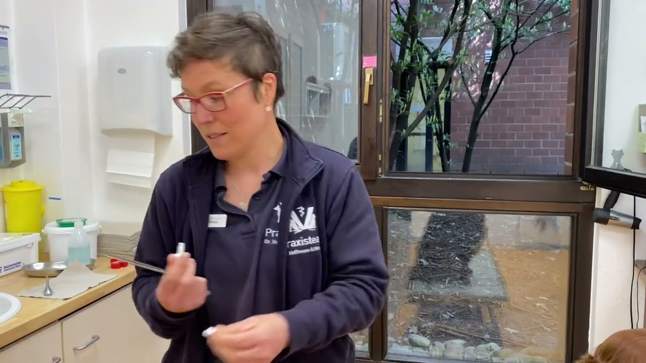 Spot-on bei Hunden richtig auftragen