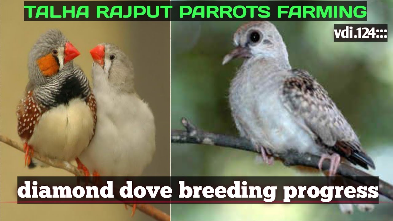 diamond dove breeding progress#trpf #veloging